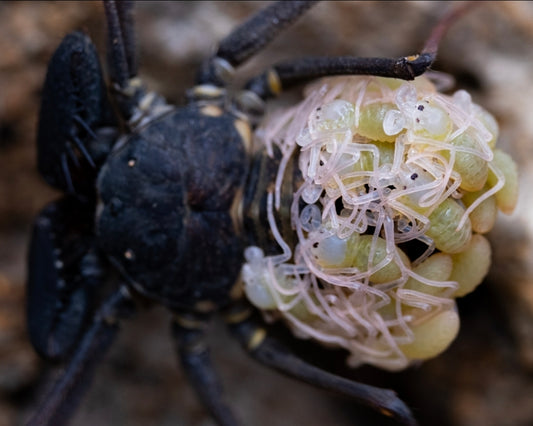 8" X 10" Paraphrynus cubensis "Florida Tailless Whip Scorpion"  w/ scorplings print