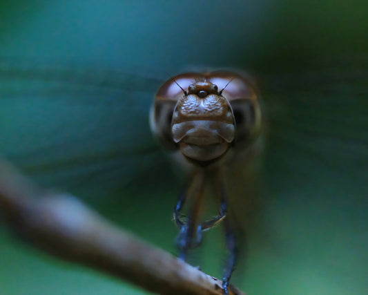 8" X 10" 𝘌𝘳𝘺𝘵𝘩𝘳𝘰𝘥𝘪𝘱𝘭𝘢𝘹 𝘶𝘮𝘣𝘳𝘢𝘵𝘢 "Band-winged Dragonlet" print